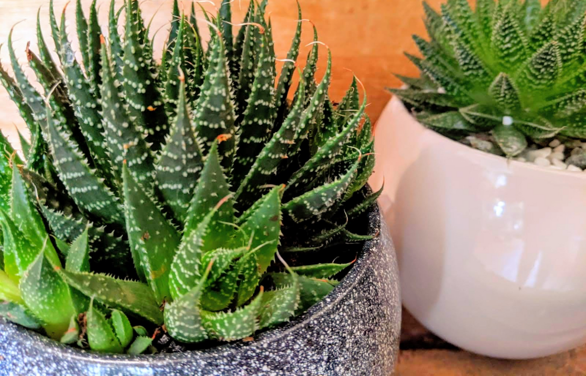 lace aloe succulent Lace Aloe (container may vary) – 5th Avenue Flowers
