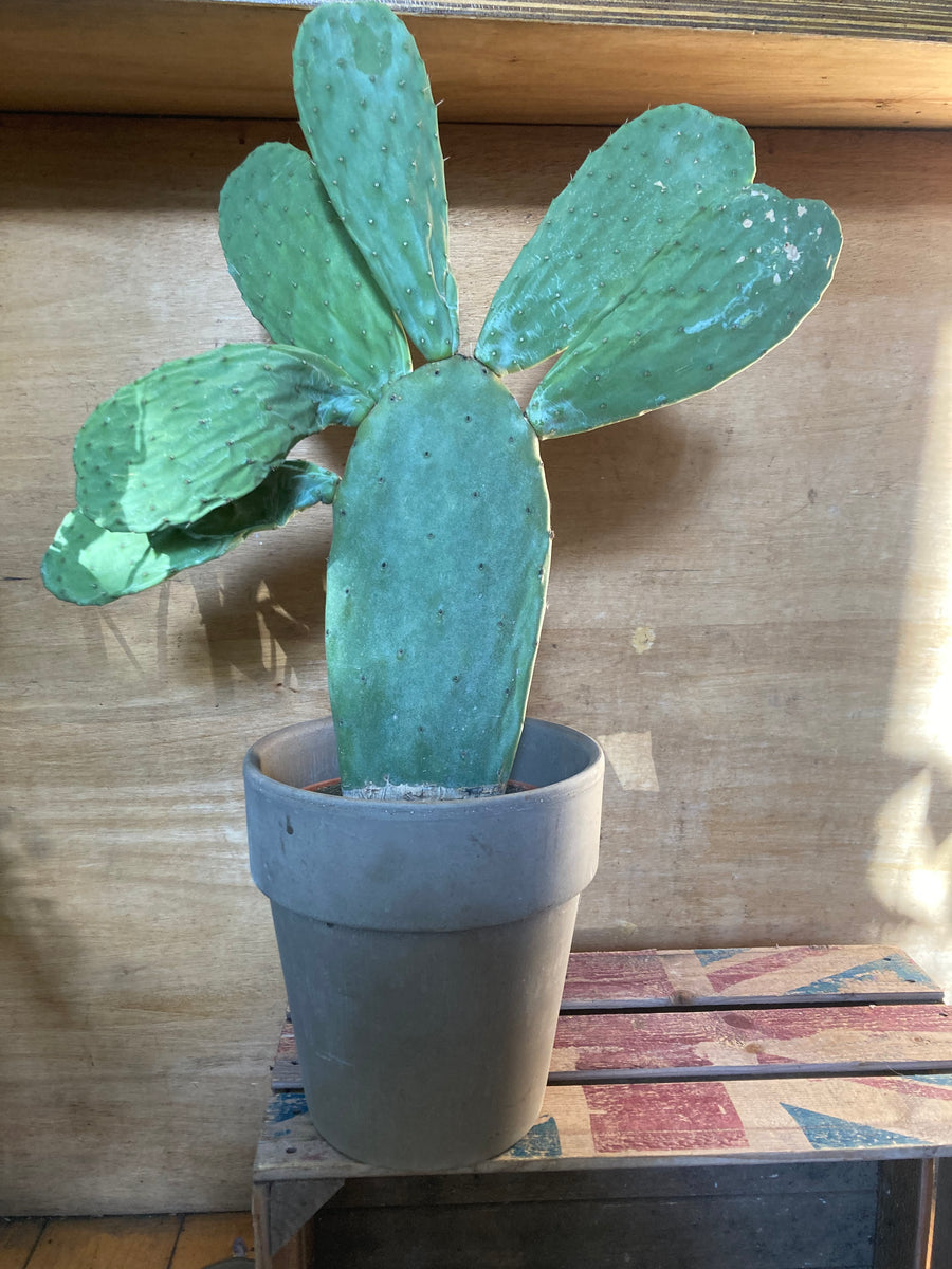 blue prickly pear cactus Prickly Pear Cactus (approx 60cm) – 5th Avenue Flowers