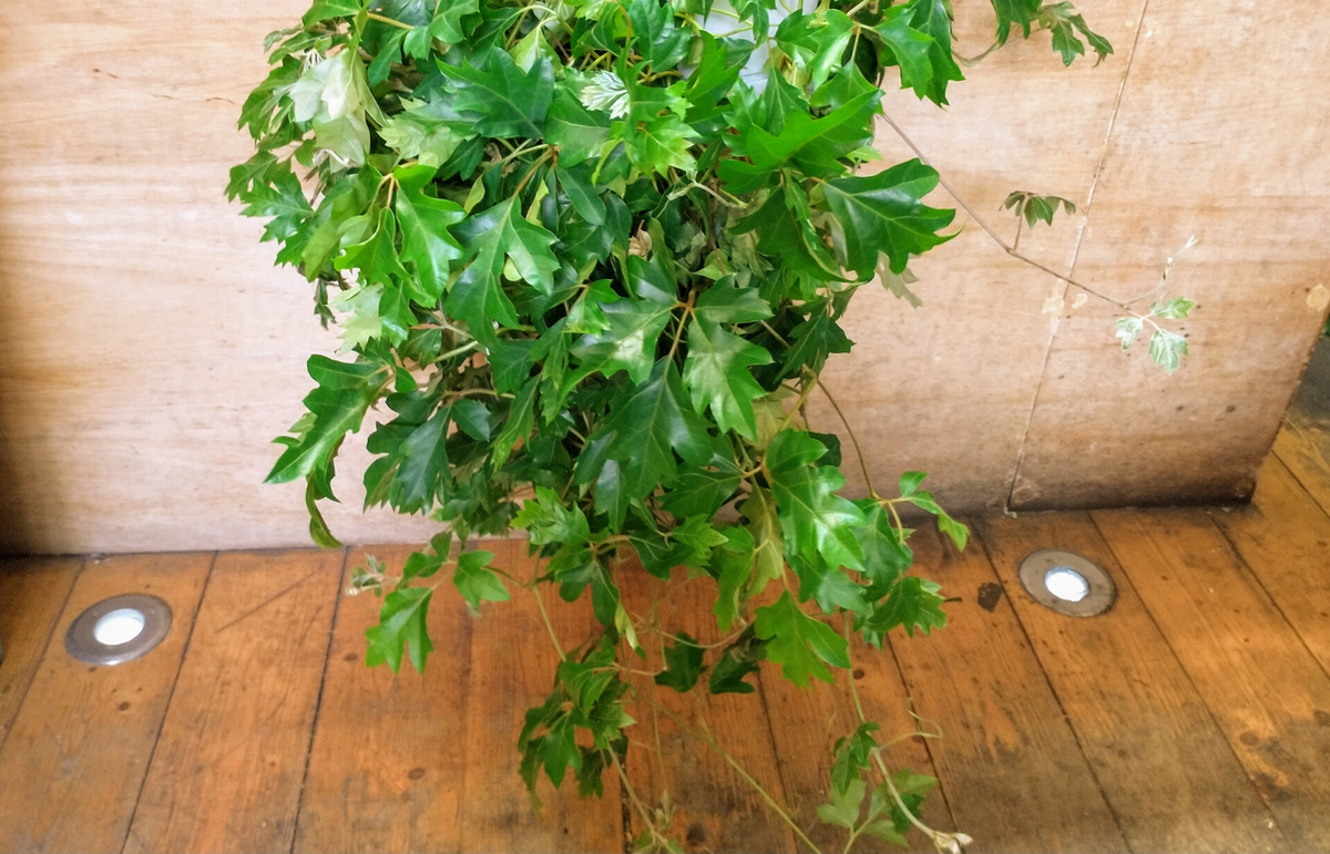 Grape Ivy – 5th Avenue Flowers