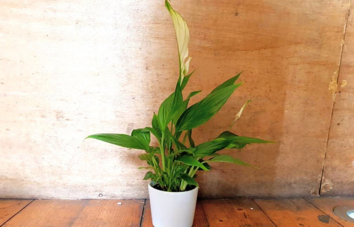 Mini Peace Lily  5th Avenue Flowers