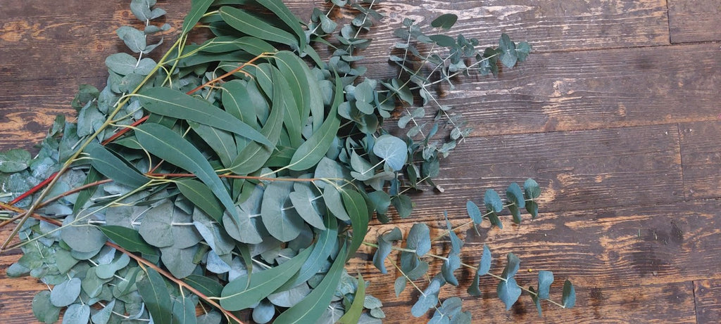 Eucalyptus Bunch, mixed or cinnerea from £12.50