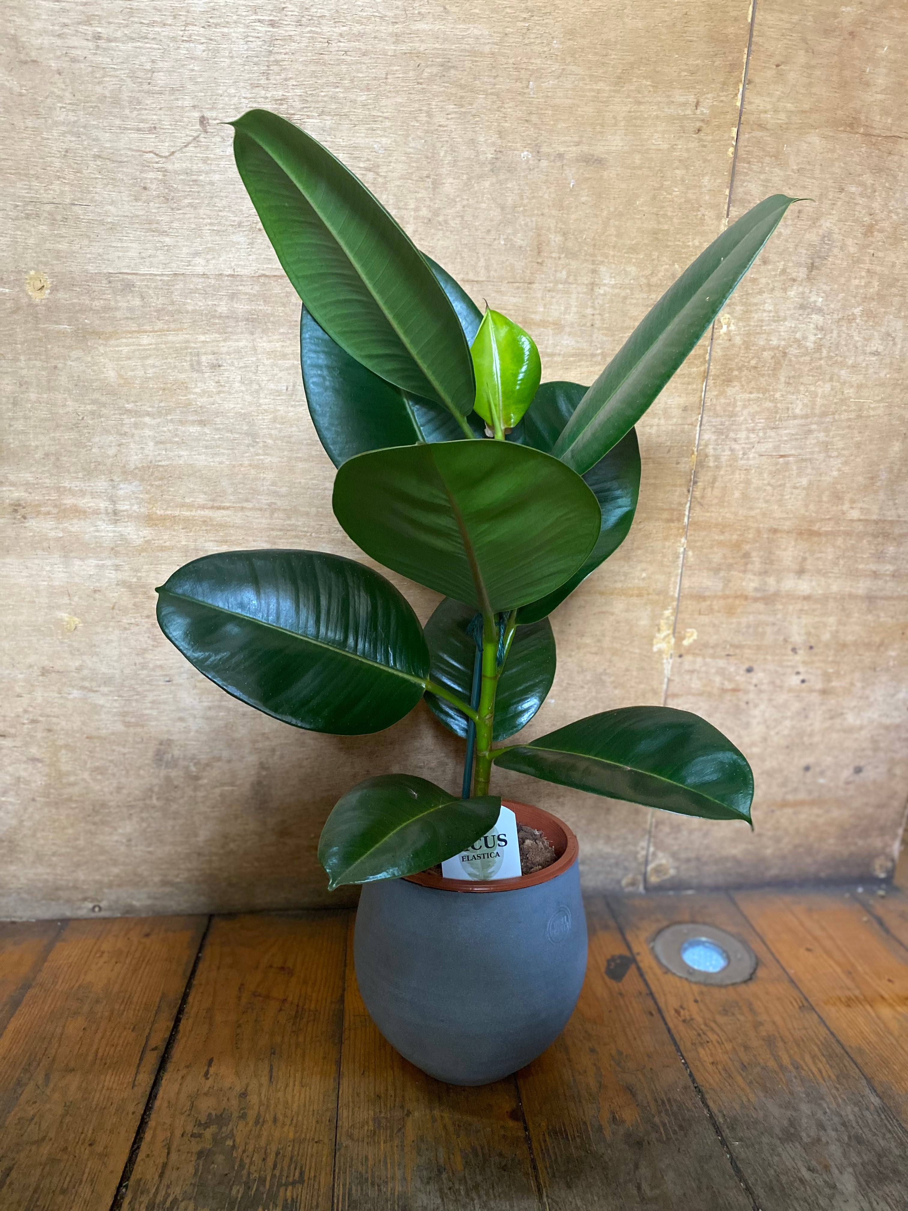 Ficus elastica from £12.50 (see image)