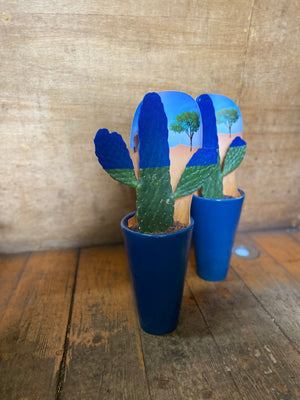 Opuntia rubescens cactus