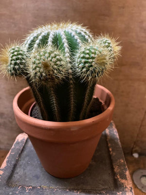 Grussonii Cactus