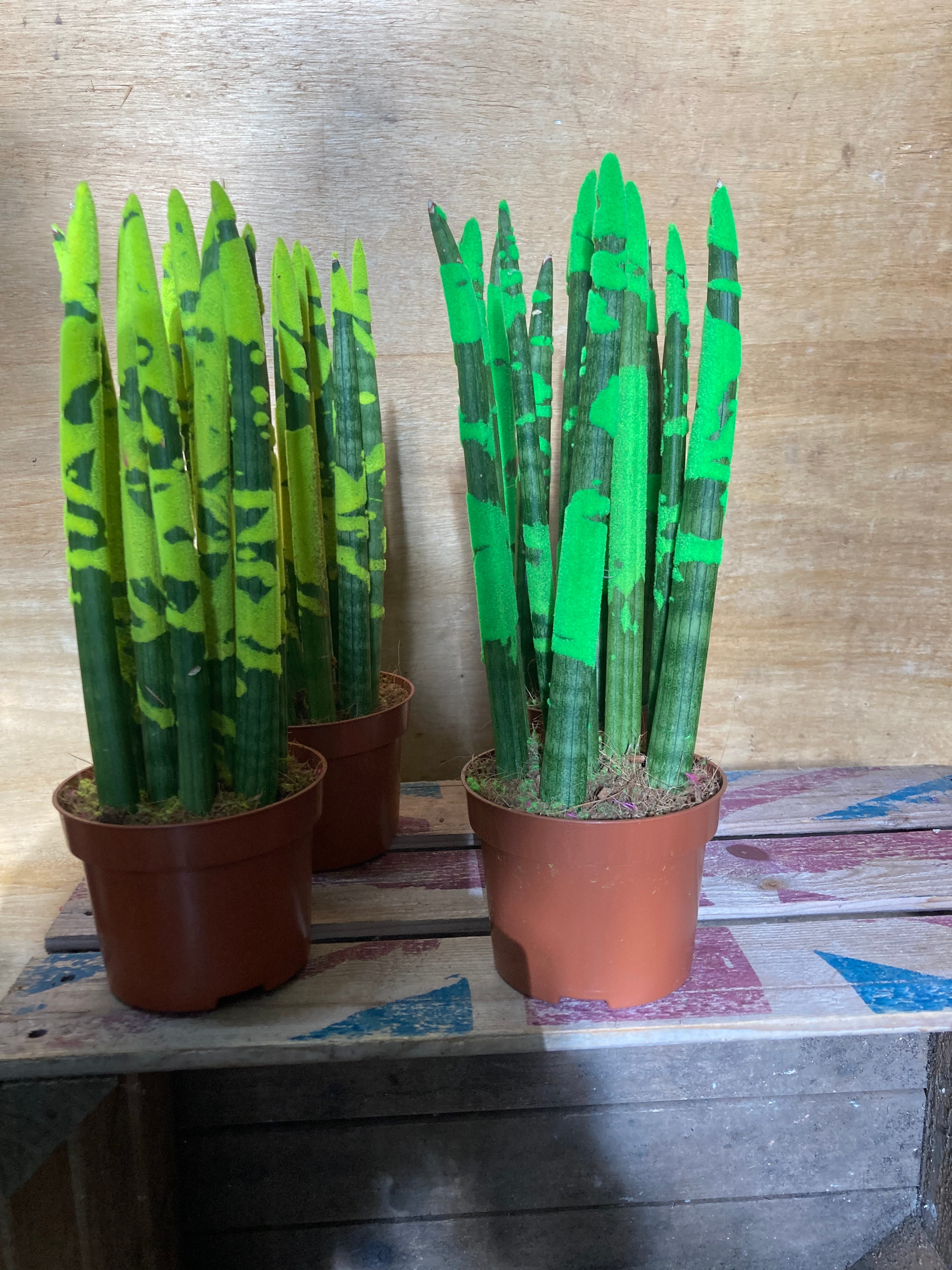 sansevieria cactus sansevieria cylindrica cactus – 5th Avenue Flowers