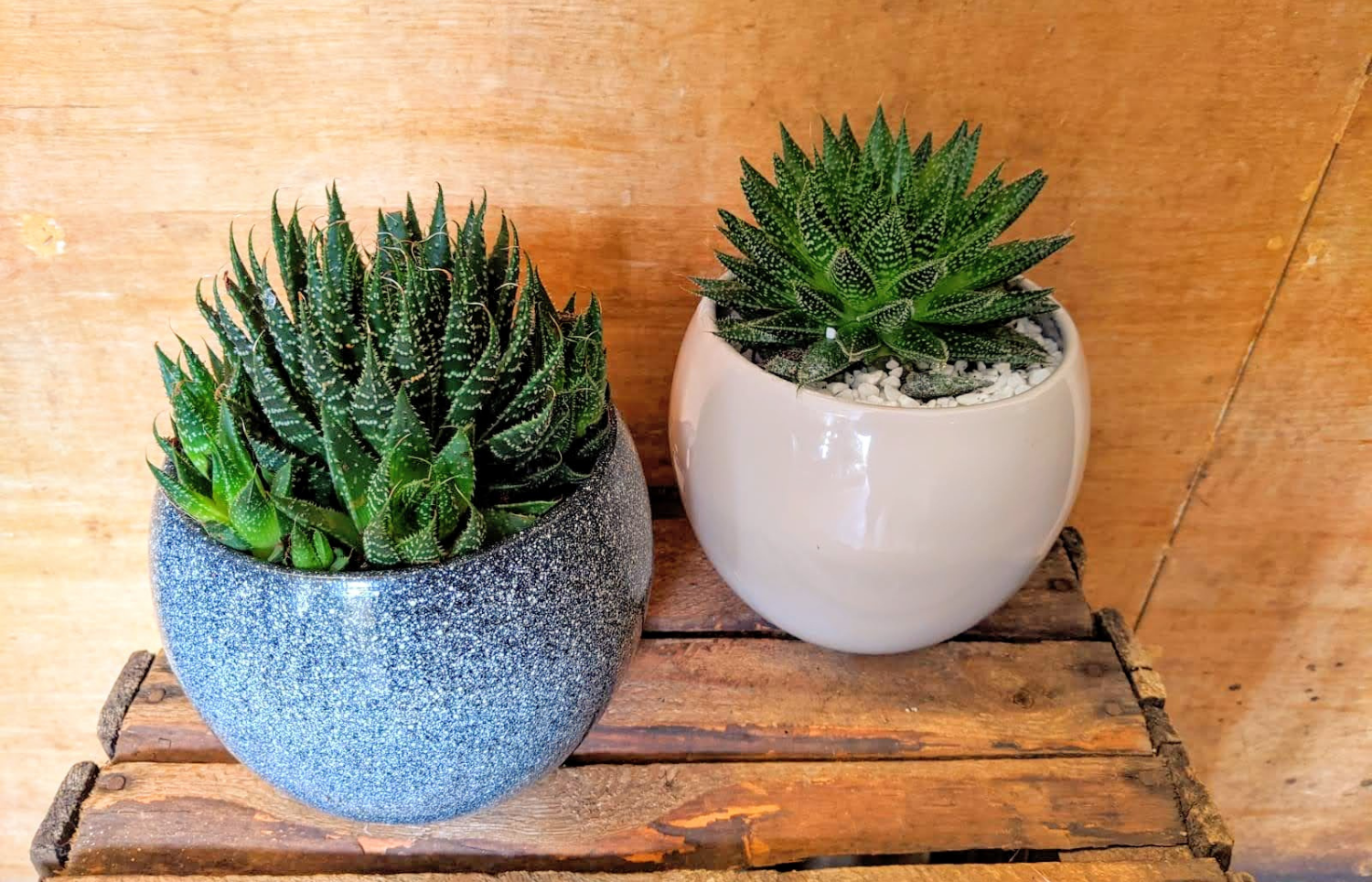 lace aloe succulents Lace Aloe (container may vary) – 5th Avenue Flowers