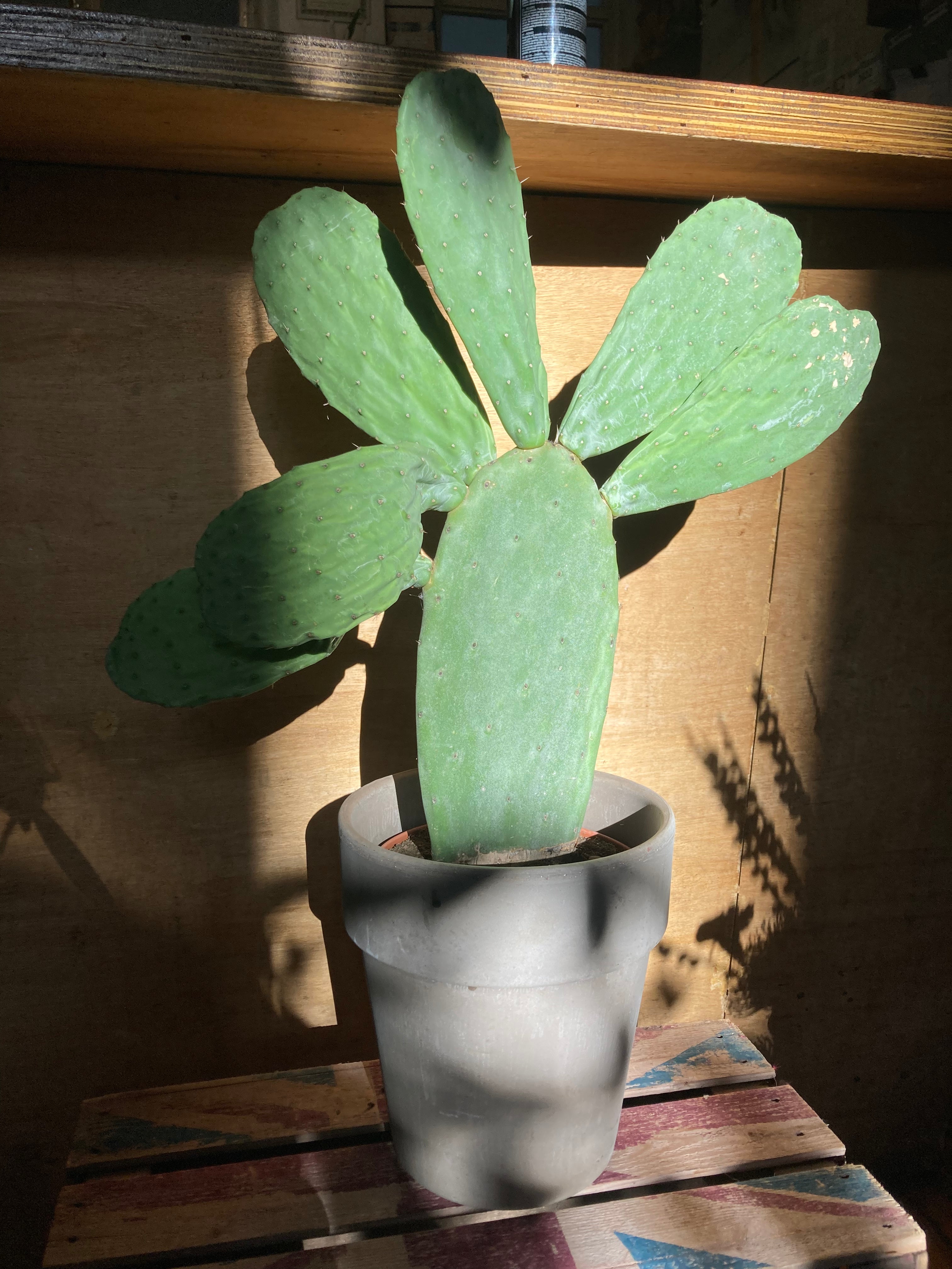 prickly pear cactus small Prickly Pear Cactus (approx 60cm) – 5th Avenue Flowers