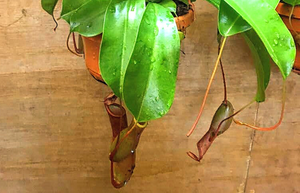 Monkey Jar Carnivorous Plant