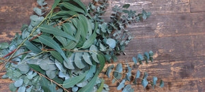Eucalyptus Bunch, mixed or cinnerea from £12.50